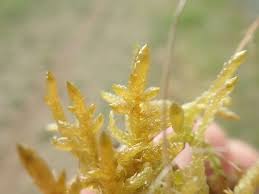 Attēlu rezultāti vaicājumam “Pseudoscleropodium purum”