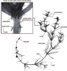 Attēlu rezultāti vaicājumam “Chara rudis”