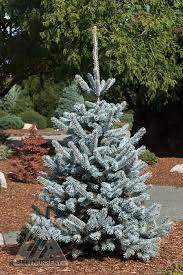 Attēlu rezultāti vaicājumam “Picea pungens”