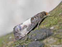 Attēlu rezultāti vaicājumam “Notocelia cynosbatella”