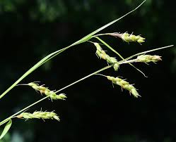 Attēlu rezultāti vaicājumam “Carex sylvatica leaf”