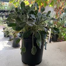 Attēlu rezultāti vaicājumam “Eriophorum latifolium leaf”