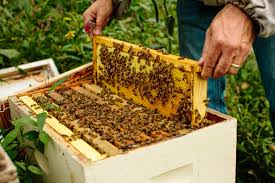 Image result for Boccia In Epsom & Ewell (Bees)