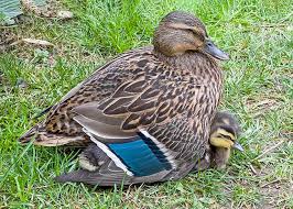 Attēlu rezultāti vaicājumam “Anas platyrhynchos male”