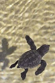 Image result for Caretta caretta