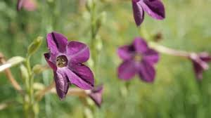 Image result for Nicotiana x sanderae