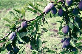 Attēlu rezultāti vaicājumam “Prunus (plum-tree) fruit”