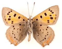 Attēlu rezultāti vaicājumam “Lycaena phlaeas female”