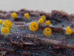 Attēlu rezultāti vaicājumam “Mollisia cinerea”