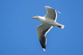 Attēlu rezultāti vaicājumam “Larus marinus adult”
