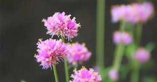 Image result for Kugelamarant