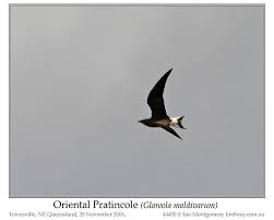 Image result for Glareola maldivarum