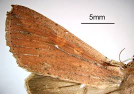 Attēlu rezultāti vaicājumam “Mythimna sp.”