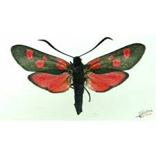 Attēlu rezultāti vaicājumam “Zygaena filipendulae”