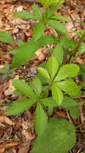 Attēlu rezultāti vaicājumam “Potentilla reptans leaf”