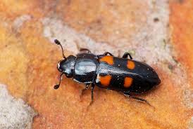 Attēlu rezultāti vaicājumam “Glischrochilus quadripunctatus imago”