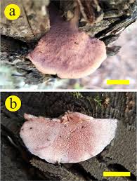 Attēlu rezultāti vaicājumam “Leptoporus mollis”