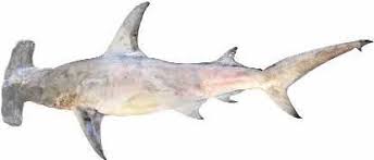 Image result for Sphyrna mokarran