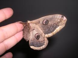 Attēlu rezultāti vaicājumam “Saturnia pavonia”