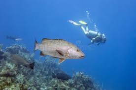 Image result for Lutjanus jocu