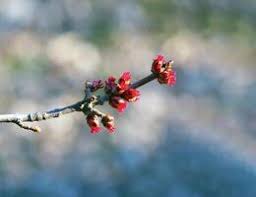 Attēlu rezultāti vaicājumam “Acer saccharinum flower”