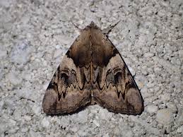 Attēlu rezultāti vaicājumam “Catocala fulminea”