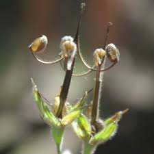 Attēlu rezultāti vaicājumam “Geranium robertianum fruit”
