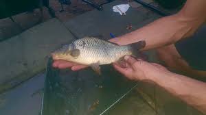 Image result for CALPAC Angling Club