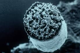 Attēlu rezultāti vaicājumam “Craterium minutum macro”