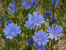 Image result for Chicorée