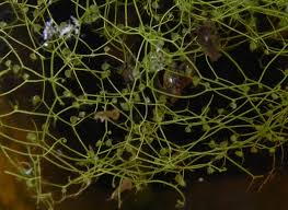 Image result for Utricularia