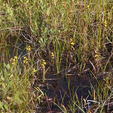Attēlu rezultāti vaicājumam “Scheuchzeriaceae”