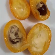 Attēlu rezultāti vaicājumam “Chrysosplenium alternifolium fruit”