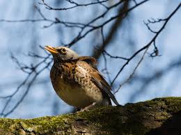 Attēlu rezultāti vaicājumam “Turdus pilaris juvenile”