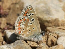 Attēlu rezultāti vaicājumam “Aricia artaxerxes  female”