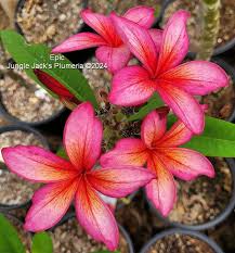 Attēlu rezultāti vaicājumam “Populus x jackii flower”