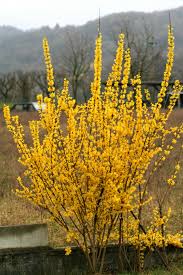 Attēlu rezultāti vaicājumam “Forsythia viridissima”