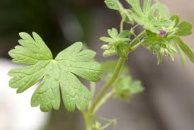 Attēlu rezultāti vaicājumam “Geranium pusillum leaf”