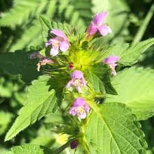 Attēlu rezultāti vaicājumam “Galeopsis tetrahit”