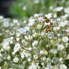 Attēlu rezultāti vaicājumam “Gypsophila paniculata”