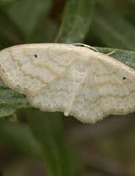 Attēlu rezultāti vaicājumam “Scopula floslactata imago”