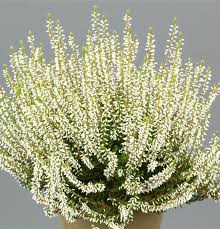 Attēlu rezultāti vaicājumam “Calluna vulgaris bud”