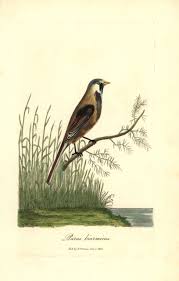 Attēlu rezultāti vaicājumam “Panurus biarmicus”