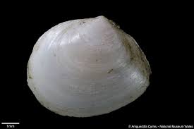 Attēlu rezultāti vaicājumam “Macoma baltica”