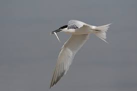 Attēlu rezultāti vaicājumam “Sterna sandvicensis adult”