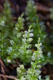 Attēlu rezultāti vaicājumam “Plagiomnium elatum”