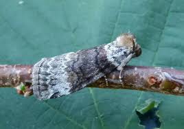 Attēlu rezultāti vaicājumam “Tetheella fluctuosa”