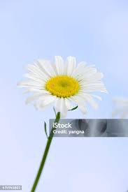 Attēlu rezultāti vaicājumam “Bellis perennis bud”