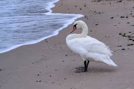 Attēlu rezultāti vaicājumam “Cygnus olor adult”