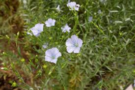 Attēlu rezultāti vaicājumam “Linum usitatissimum bud”
